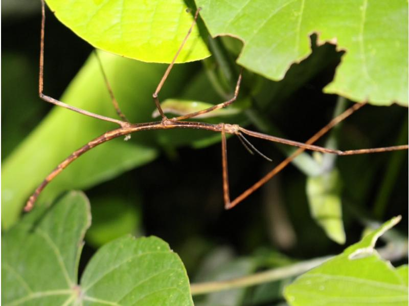 【미야코 섬 | 나이트 투어] ★ 동계 할인 중! 야자게 보호 구역에서 개최 ★ 당일 예약 OK! 밤하늘 & 정글 나이트 투어 ★ 어린이에게 야시가니 메달 선물!の紹介画像