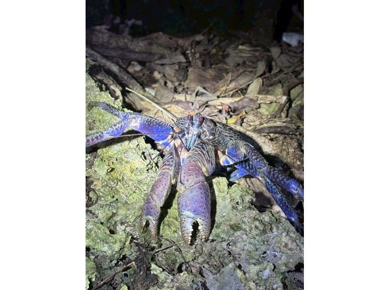 ANA誌掲載【99.99%!大人気のヤシガニ驚異の遭遇率!】絶対にヤシガニを見たいお子様必見★天の川満点の星観察★当日OK/家族割/送迎無料の紹介画像