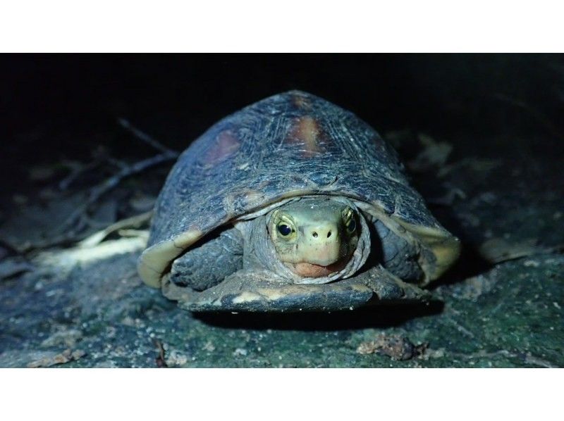 ANA誌掲載【99.99%!大人気のヤシガニ驚異の遭遇率!】絶対にヤシガニを見たいお子様必見★天の川満点の星観察★当日OK/家族割/送迎無料の紹介画像