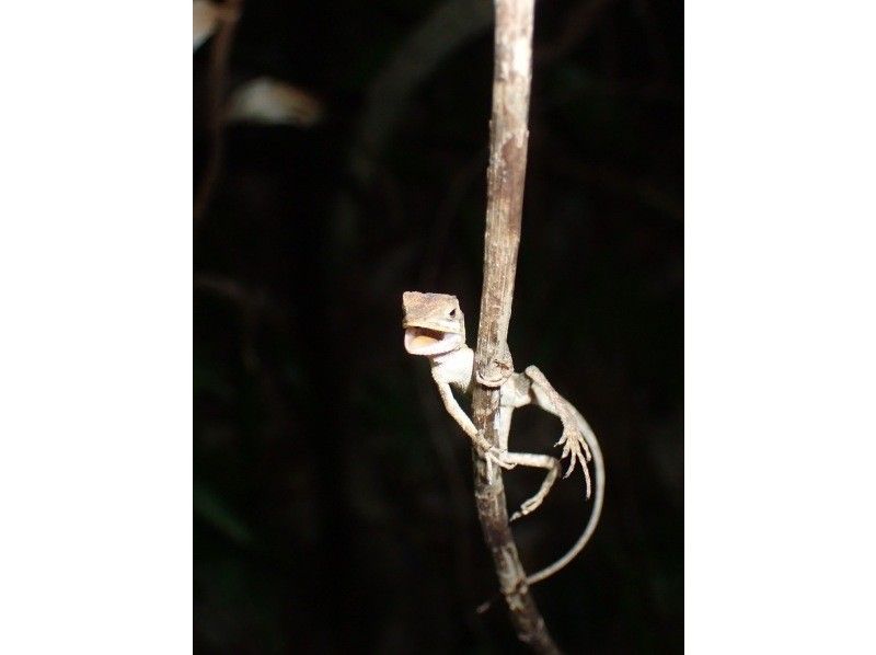 ANA지 게재 【가족 할인 ★대호평】 0세~85세★ 튀어나오는 야자게 99.99% 조우율! 어른도 대흥분 ★ 은하수 만점의 별 관찰 ★ 당일 예약 OK / 송영 무료の紹介画像