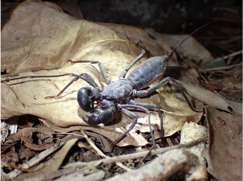 ANA誌掲載【99.99%!大人気のヤシガニ驚異の遭遇率!】絶対にヤシガニを見たいお子様必見★天の川満点の星観察★当日OK/家族割/送迎無料の紹介画像