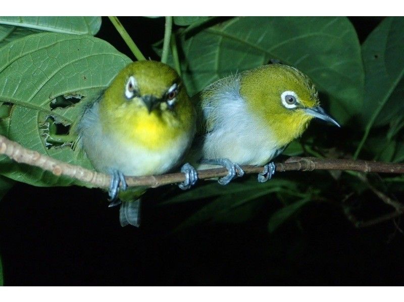 夜の大冒険！【野生動物の宝庫★満天の星】沖縄・石垣島最高峰のジャングルナイトサファリ★家族割引★当日OK★ヤシガニ/星空/ジャングルの紹介画像