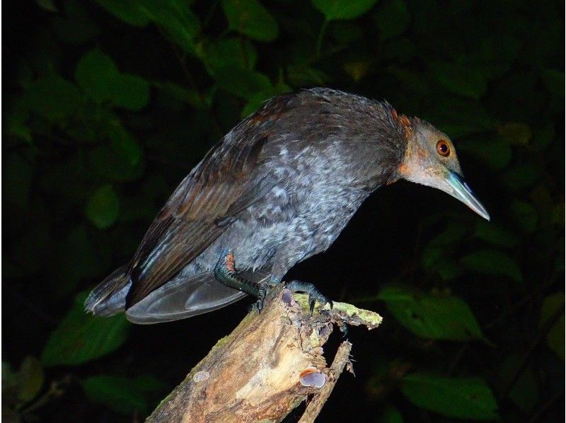 ANA誌掲載【99.99%!大人気のヤシガニ驚異の遭遇率!】絶対にヤシガニを見たいお子様必見★天の川満点の星観察★当日OK/家族割/送迎無料の紹介画像