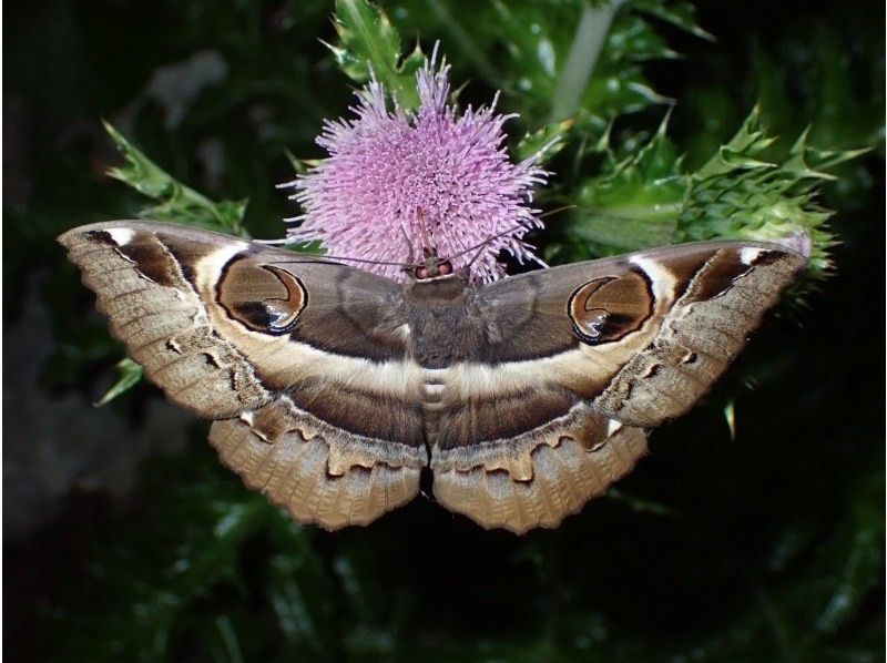 ANA誌掲載【99.99%!大人気のヤシガニ驚異の遭遇率!】絶対にヤシガニを見たいお子様必見★天の川満点の星観察★当日OK/家族割/送迎無料の紹介画像