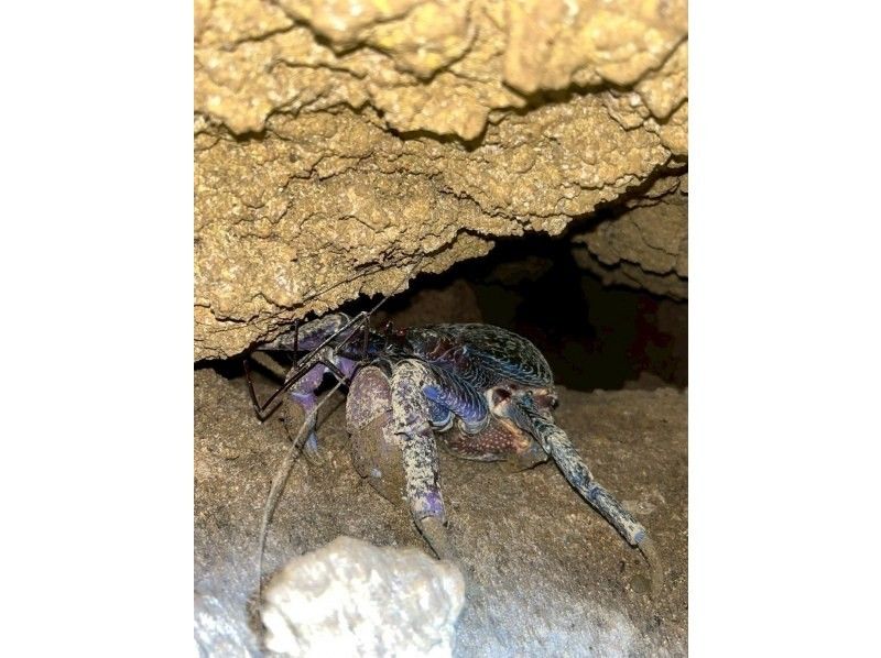 ANA誌掲載【99.99%!大人気のヤシガニ驚異の遭遇率!】絶対にヤシガニを見たいお子様必見★天の川満点の星観察★当日OK/家族割/送迎無料の紹介画像