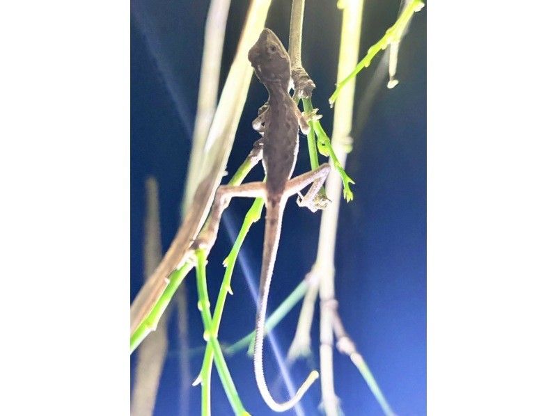 夜の大冒険！【野生動物の宝庫★満天の星】沖縄・石垣島最高峰のジャングルナイトサファリ★家族割引★当日OK★ヤシガニ/星空/ジャングルの紹介画像