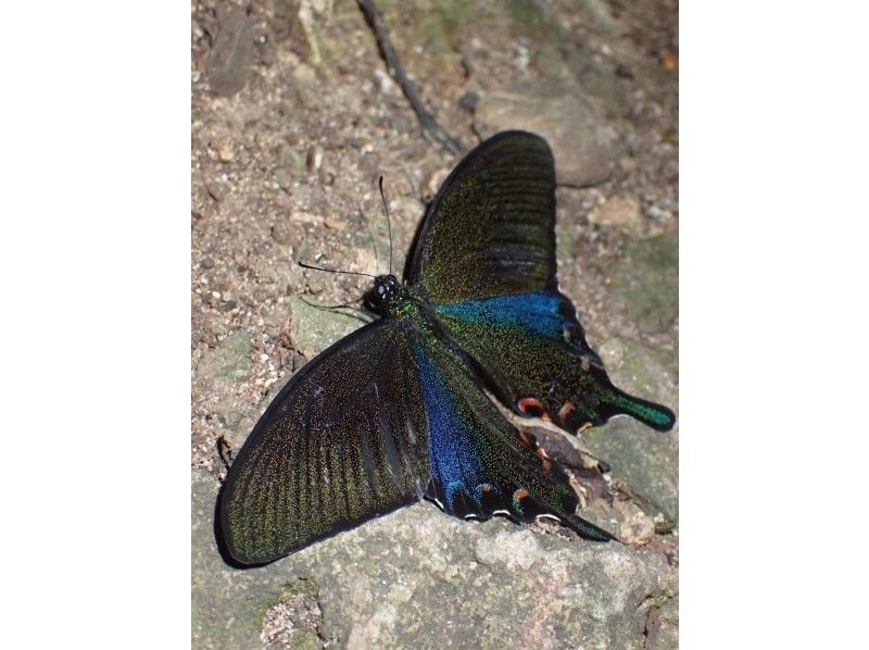 ANA誌掲載【99.99%!大人気のヤシガニ驚異の遭遇率!】絶対にヤシガニを見たいお子様必見★天の川満点の星観察★当日OK/家族割/送迎無料の紹介画像