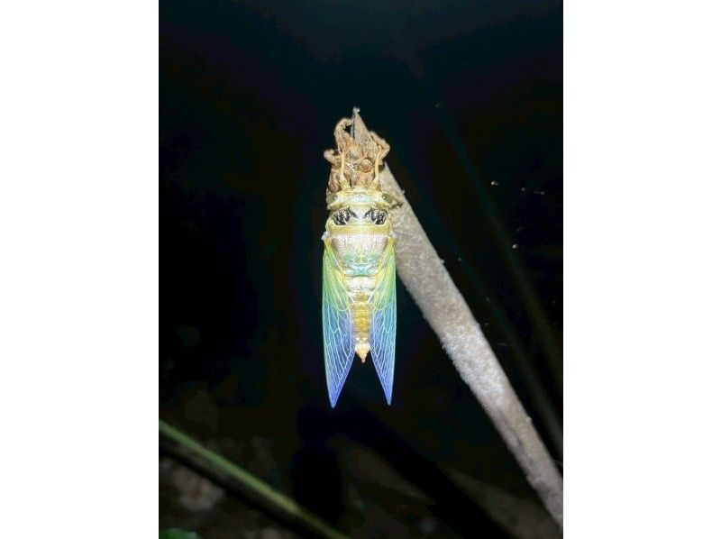 ANA지 게재 【가족 할인 ★대호평】 0세~85세★ 튀어나오는 야자게 99.99% 조우율! 어른도 대흥분 ★ 은하수 만점의 별 관찰 ★ 당일 예약 OK / 송영 무료の紹介画像