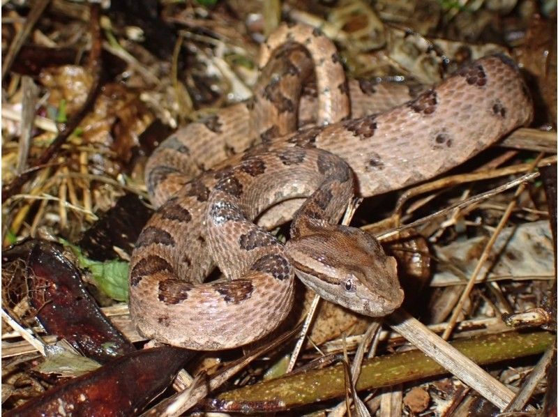 ANA誌掲載【99.99%!大人気のヤシガニ驚異の遭遇率!】絶対にヤシガニを見たいお子様必見★天の川満点の星観察★当日OK/家族割/送迎無料の紹介画像