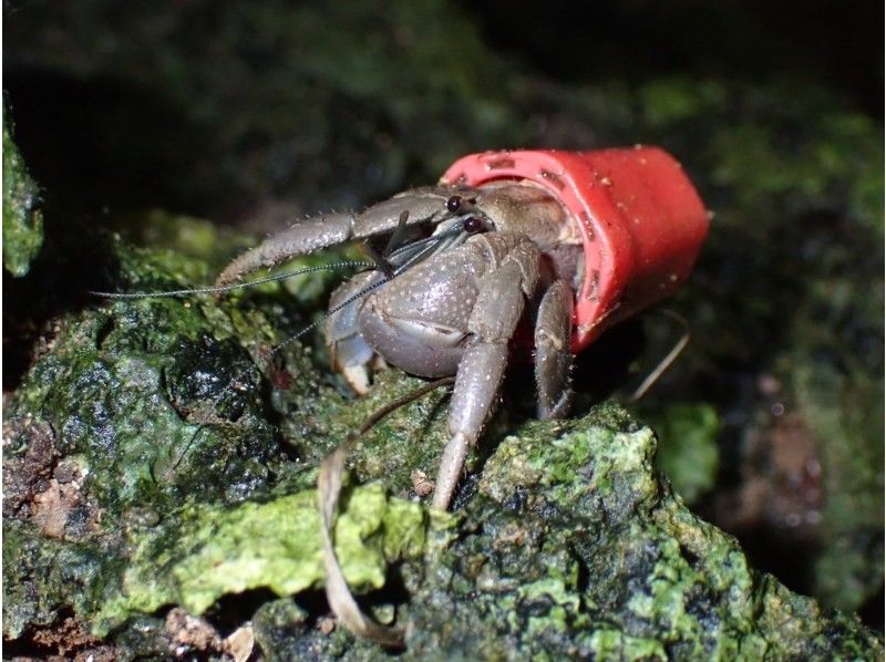 ANA誌掲載【99.99%!大人気のヤシガニ驚異の遭遇率!】絶対にヤシガニを見たいお子様必見★天の川満点の星観察★当日OK/家族割/送迎無料の紹介画像