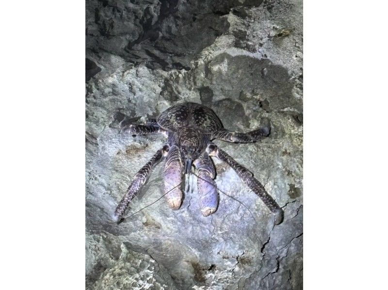 ANA誌掲載【99.99%!大人気のヤシガニ驚異の遭遇率!】絶対にヤシガニを見たいお子様必見★天の川満点の星観察★当日OK/家族割/送迎無料の紹介画像