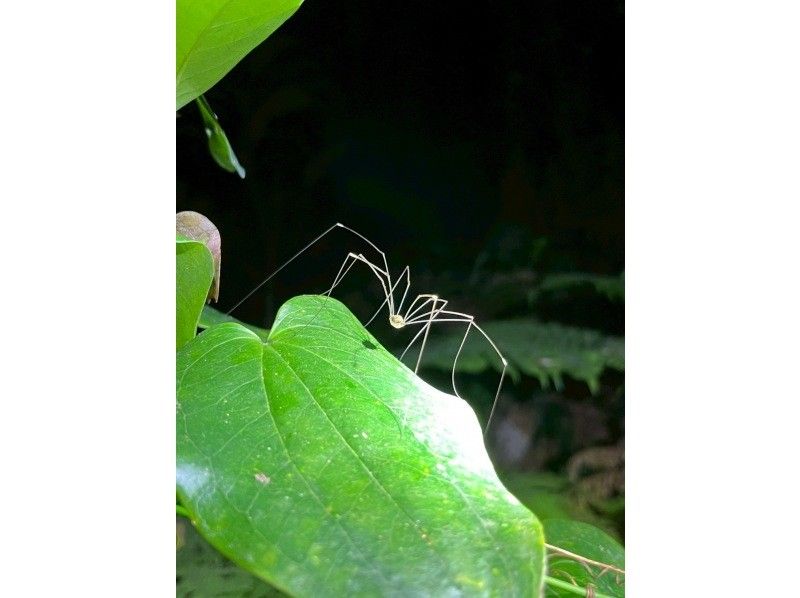 ANA지 게재 【가족 할인 ★대호평】 0세~85세★ 튀어나오는 야자게 99.99% 조우율! 어른도 대흥분 ★ 은하수 만점의 별 관찰 ★ 당일 예약 OK / 송영 무료の紹介画像