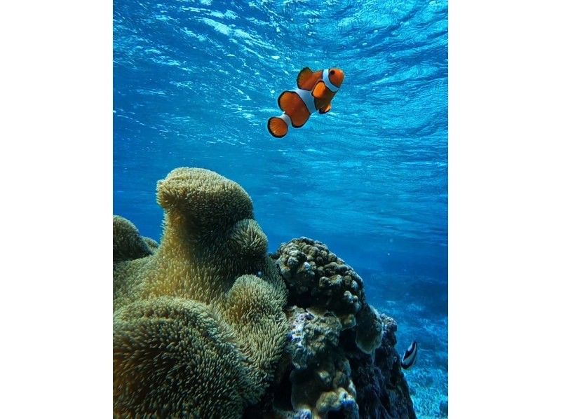 A hot topic on social media: SUNDOGS "Guided by former members of the Self-Defense Forces and former lifeguards! Highly safe and satisfying sea turtle snorkeling [100% encounter rate continues]"の紹介画像