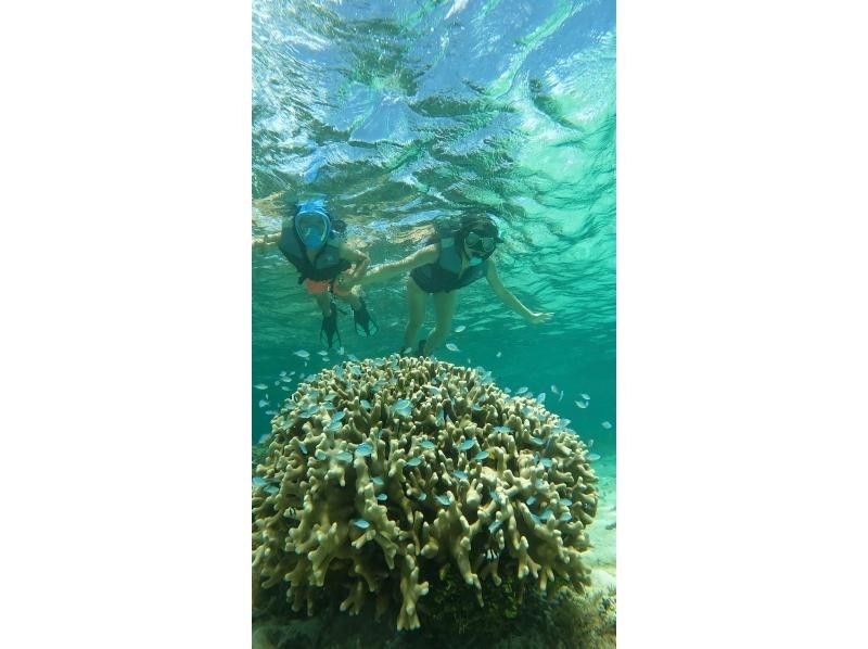 A hot topic on social media: SUNDOGS "Guided by former members of the Self-Defense Forces and former lifeguards! Highly safe and satisfying sea turtle snorkeling [100% encounter rate continues]"の紹介画像