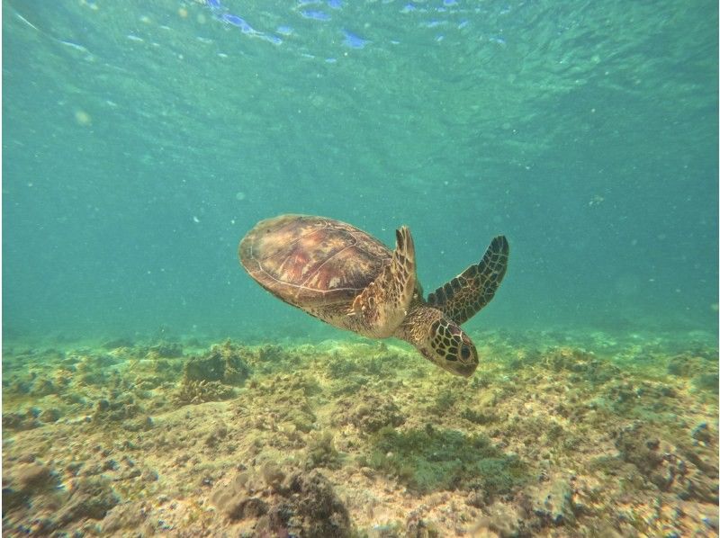 [Miyakojima - Same-day reservations accepted] The best value snorkeling experience! 100% chance of encountering sea turtles! Free photo data and rental items! Come empty-handed!の紹介画像