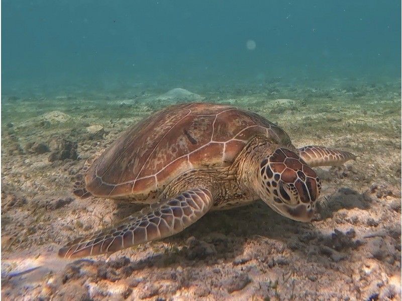 [Miyakojima - Same-day reservations accepted] The best value snorkeling experience! 100% chance of encountering sea turtles! Free photo data and rental items! Come empty-handed!の紹介画像