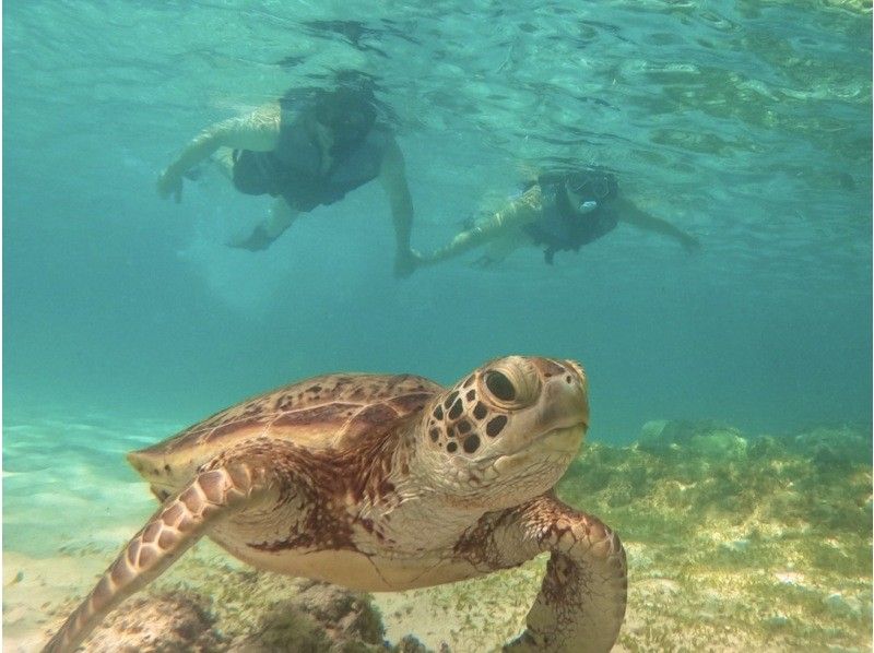 [Half-day double tour] Sea turtle snorkeling & SUP | Morning or afternoon group tourの紹介画像