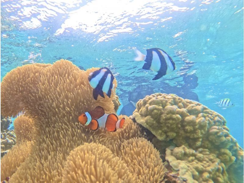 [Half-day double tour] Sea turtle snorkeling & SUP | Morning or afternoon group tourの紹介画像