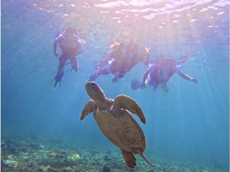 [Half-day double tour] Sea turtle snorkeling & SUP | Morning or afternoon group tourの紹介画像