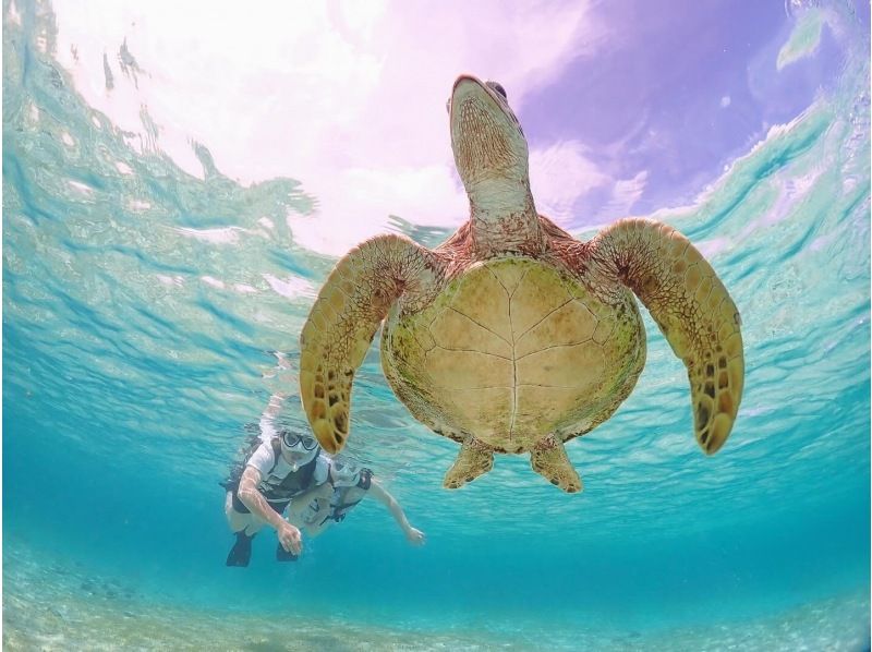 沖縄県・宮古島【1組限定】ウミガメと過ごす特別な2時間！完全貸切プライベートシュノーケリング！の紹介画像