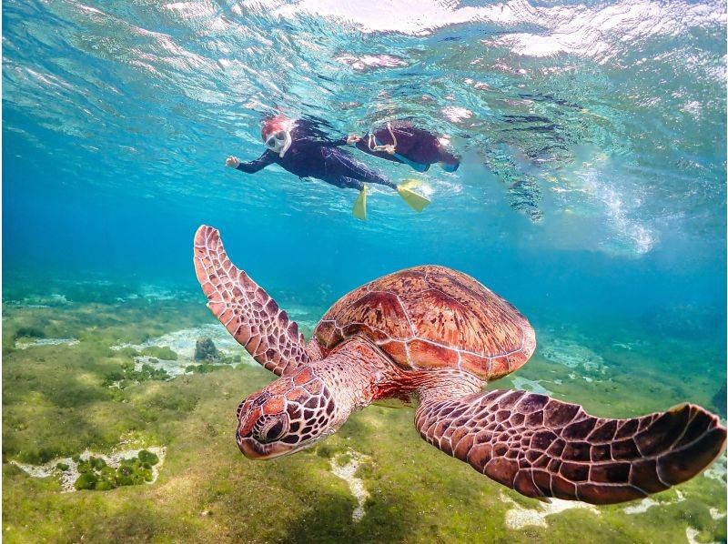 沖縄県・宮古島【1組限定】ウミガメと過ごす特別な2時間！完全貸切プライベートシュノーケリング！の紹介画像