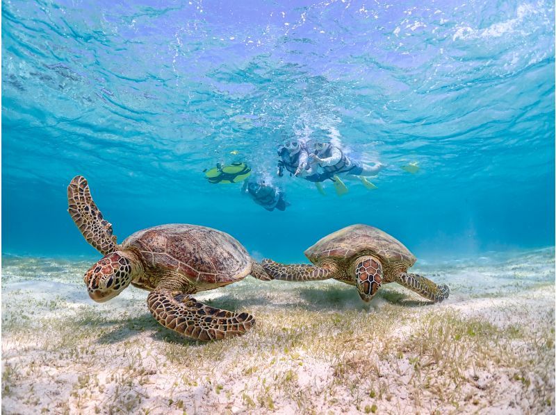 宮古島【1組限定】ウミガメと過ごす特別な2時間！完全貸切でプライベートシュノーケリング！｜高画質写真データ増量！初心者・お子様大歓迎！の紹介画像