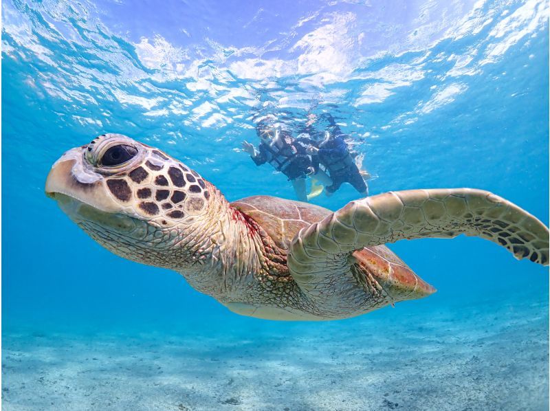 宮古島【1組限定】ウミガメと過ごす特別な2時間！完全貸切でプライベートシュノーケリング！｜高画質写真データ増量！初心者・お子様大歓迎！の紹介画像