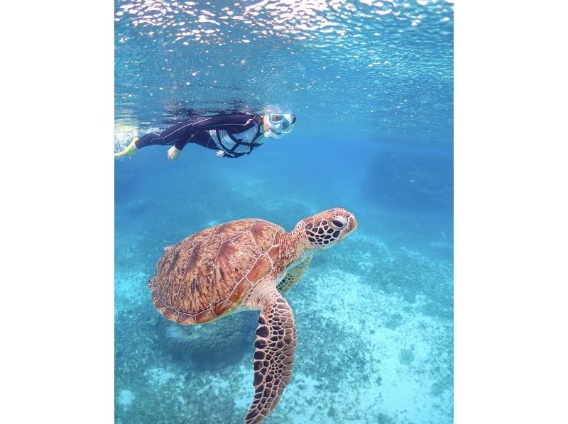 沖縄県・宮古島【1組限定】ウミガメと過ごす特別な2時間！完全貸切プライベートシュノーケリング！の紹介画像