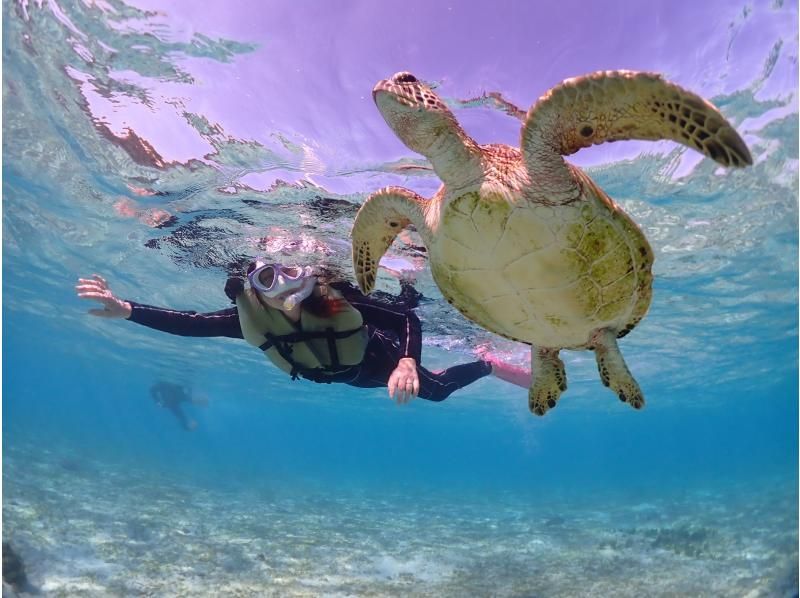 沖縄県・宮古島【1組限定】ウミガメと過ごす特別な2時間！完全貸切プライベートシュノーケリング！の紹介画像