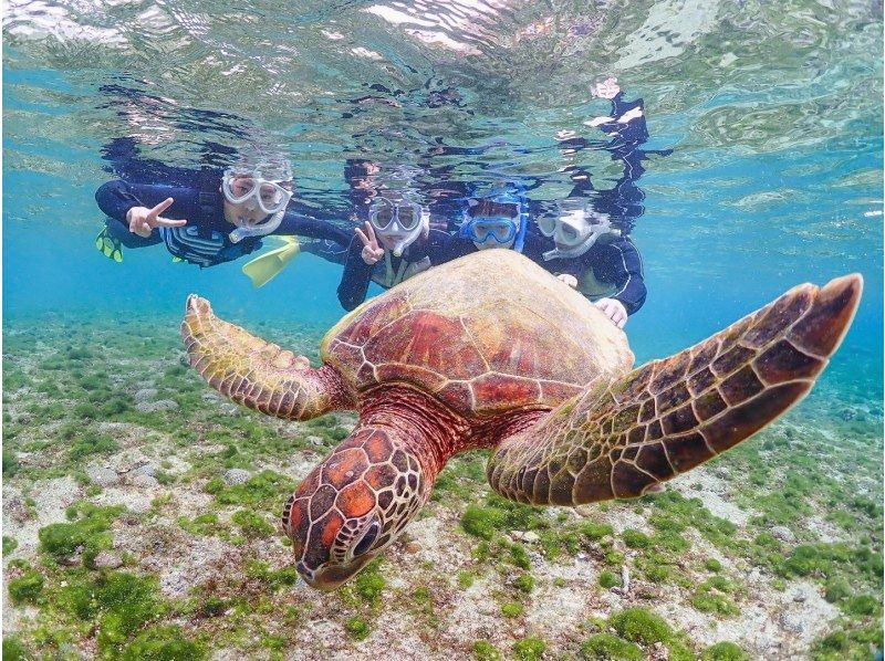 沖縄県・宮古島【1組限定】ウミガメと過ごす特別な2時間！完全貸切プライベートシュノーケリング！の紹介画像