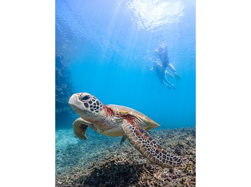 宮古島【1組限定】ウミガメと過ごす特別な2時間！完全貸切でプライベートシュノーケリング！｜高画質写真データ増量！初心者・お子様大歓迎！の紹介画像
