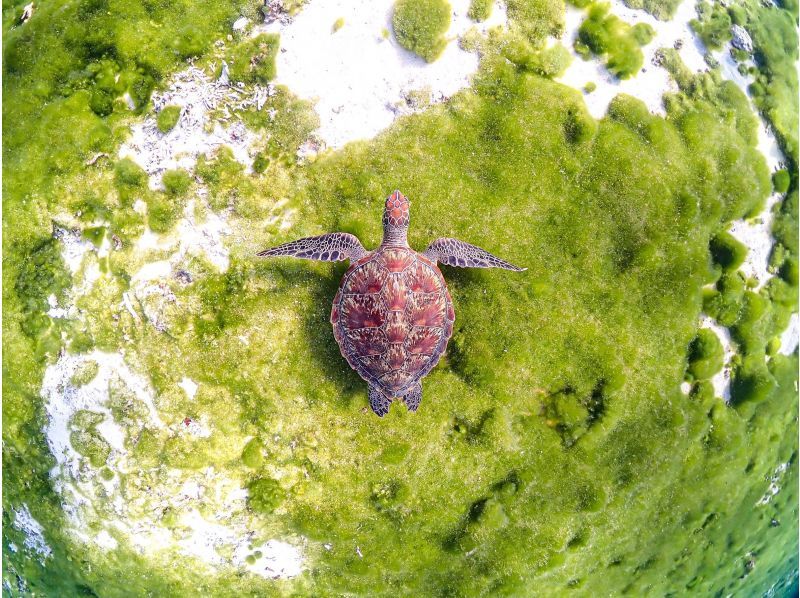 沖縄県・宮古島【1組限定】ウミガメと過ごす特別な2時間！完全貸切プライベートシュノーケリング！の紹介画像