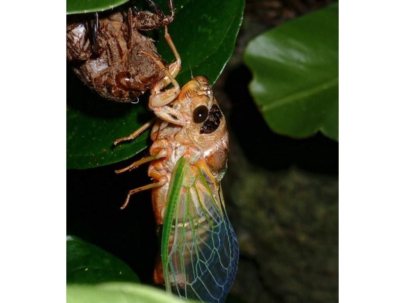 [Miyakojima, pick-up and drop-off available] Same-day reservations OK! Coconut crab & starry sky photography! Coconut crab encounter rate continues to be 100%! An exciting night tour to find creatures that only appear at night!の紹介画像