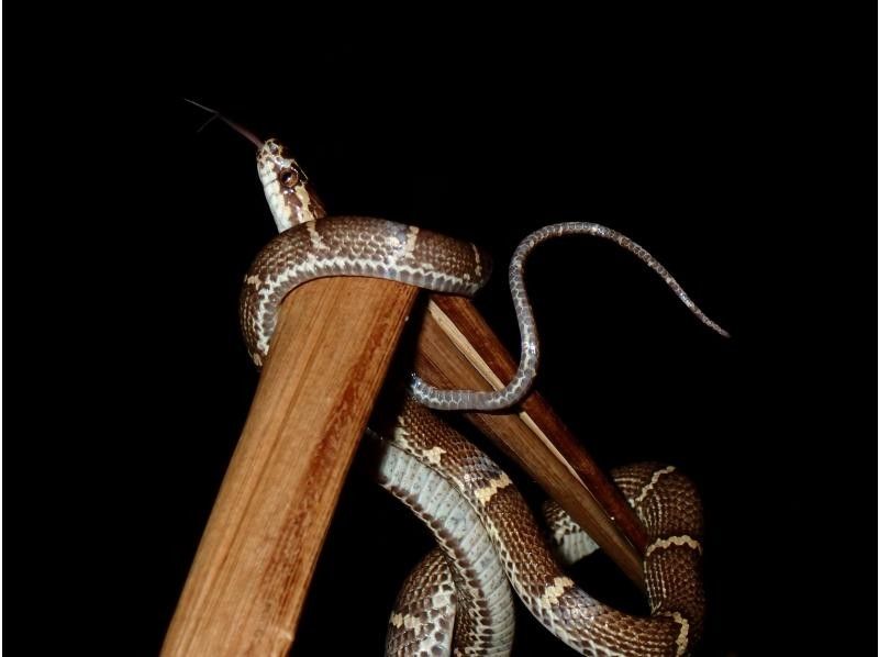 【宮古島｜送迎可能！当日18:00まで予約OK！】ヤシガニ遭遇率100%継続！星空撮影&ワクワクジャングルナイトツアー！の紹介画像