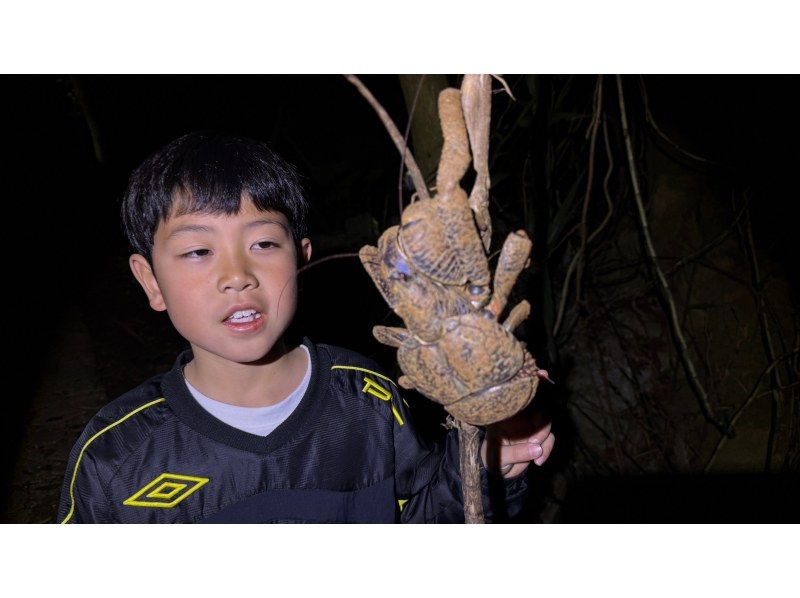 【沖縄・宮古島・ナイトジャングルツアー】ヤシガニ探検隊！夜しか現れない野生動物を探すミステリアスナイトアドベンチャー！の紹介画像