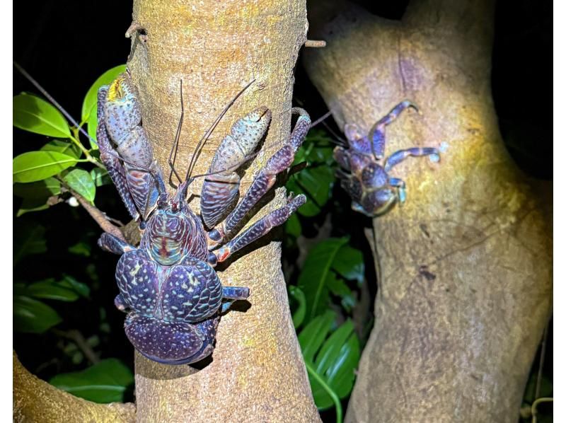 [Miyakojima, pick-up and drop-off available] Same-day reservations OK! Coconut crab & starry sky photography! Coconut crab encounter rate continues to be 100%! An exciting night tour to find creatures that only appear at night!の紹介画像