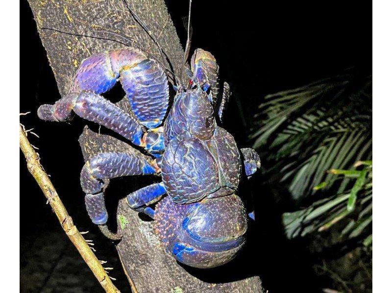 [Okinawa Miyakojima Night Jungle Tour] Coconut Crab Expedition! A mysterious night adventure to search for wild animals that only appear at night!の紹介画像