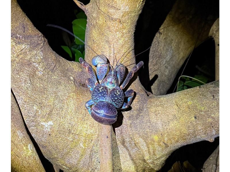 [Okinawa Miyakojima Night Jungle Tour] Coconut Crab Expedition! A mysterious night adventure to search for wild animals that only appear at night!の紹介画像