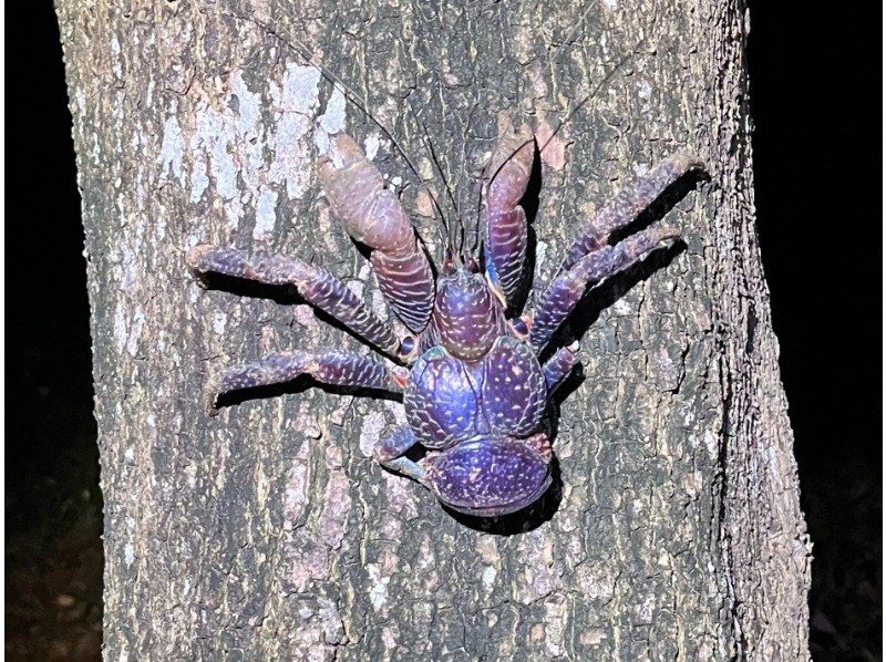 【沖縄・宮古島・ナイトジャングルツアー】ヤシガニ探検隊！夜しか現れない野生動物を探すミステリアスナイトアドベンチャー！の紹介画像