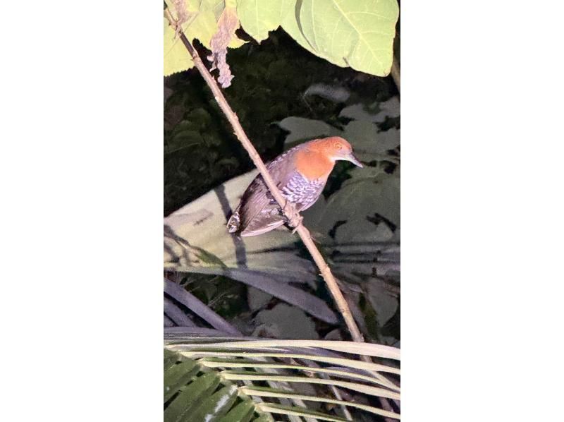 【沖縄・宮古島・ナイトジャングルツアー】ヤシガニ探検隊！夜しか現れない野生動物を探すミステリアスナイトアドベンチャー！の紹介画像