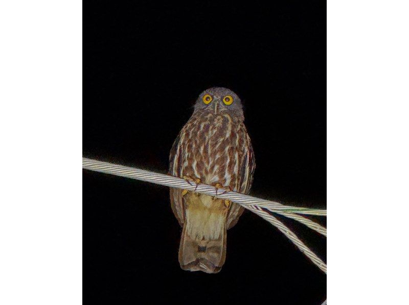 【宮古島｜送迎可能！当日18:00まで予約OK！】ヤシガニ遭遇率100%継続！星空撮影&ワクワクジャングルナイトツアー！の紹介画像