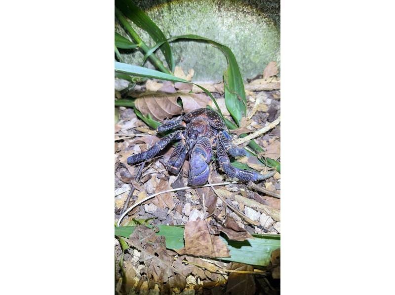 【沖縄・宮古島・ナイトジャングルツアー】ヤシガニ探検隊！夜しか現れない野生動物を探すミステリアスナイトアドベンチャー！の紹介画像