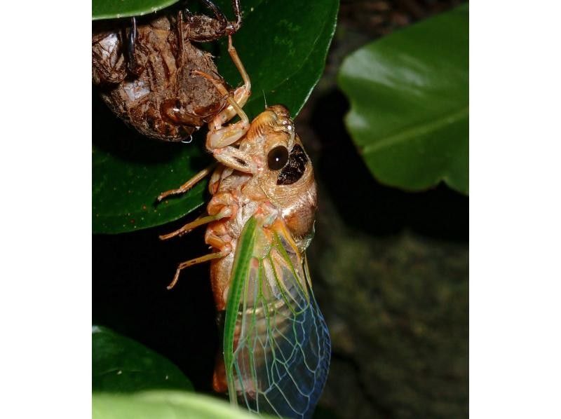 【宮古島｜送迎可能！当日18:00まで予約OK！】ヤシガニ遭遇率100%継続！星空撮影&ワクワクジャングルナイトツアー！の紹介画像