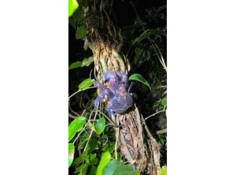 [Okinawa Miyakojima Night Jungle Tour] Coconut Crab Expedition! A mysterious night adventure to search for wild animals that only appear at night!の紹介画像