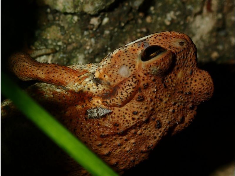 [Miyakojima - Pickup and drop-off available / Small group size] Coconut crab and stargazing photography! Coconut crab encounter rate remains 100%! Same-day reservations accepted! A night tour in search of creatures that only appear at night!の紹介画像
