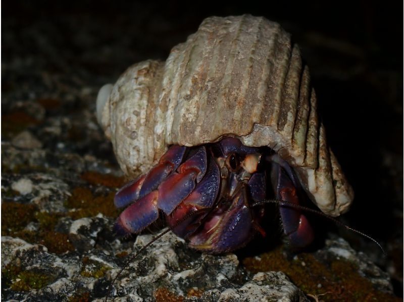 [Miyakojima, pick-up and drop-off available] Same-day reservations OK! Coconut crab & starry sky photography! Coconut crab encounter rate continues to be 100%! An exciting night tour to find creatures that only appear at night!の紹介画像