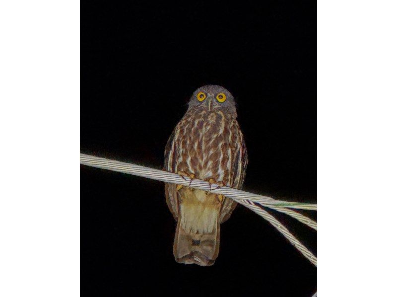 【미야코 섬 | 당일 17:00까지 예약 OK! 】 송영 대응 가능! 가족으로 즐기는 두근두근 밤의 대탐험 |야자게 조우율 100% 계속중! 데이터 모두 선물!の紹介画像