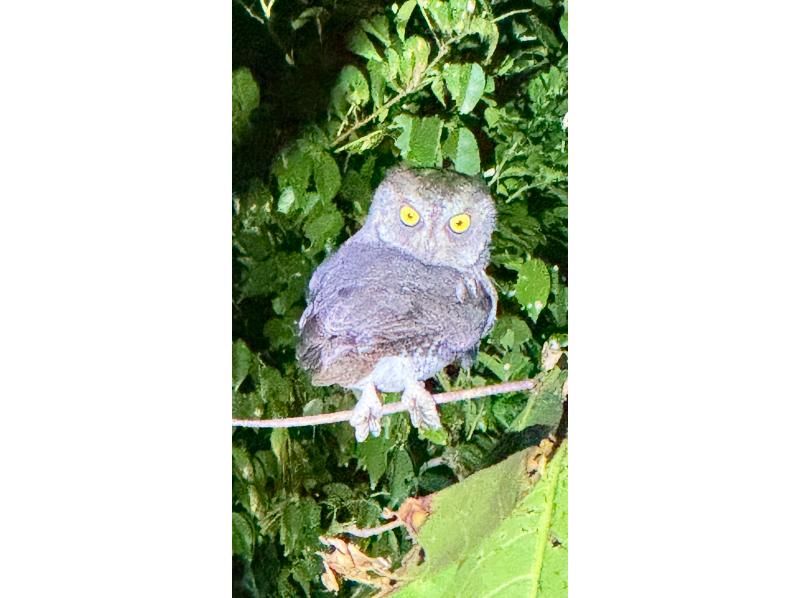 【沖縄・宮古島・ナイトジャングルツアー】ヤシガニ探検隊！夜しか現れない野生動物を探すミステリアスナイトアドベンチャー！の紹介画像