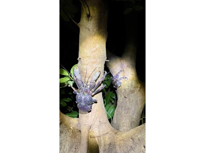 [Okinawa Miyakojima Night Jungle Tour] Coconut Crab Expedition! A mysterious night adventure to search for wild animals that only appear at night!の紹介画像