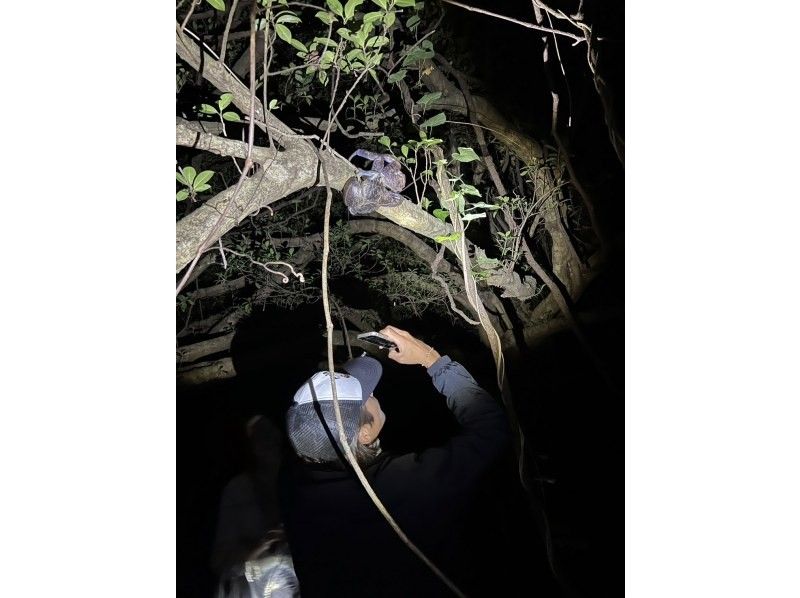 【沖縄・宮古島】幻想の宮古島ナイト 星々と夜の生き物探訪の紹介画像